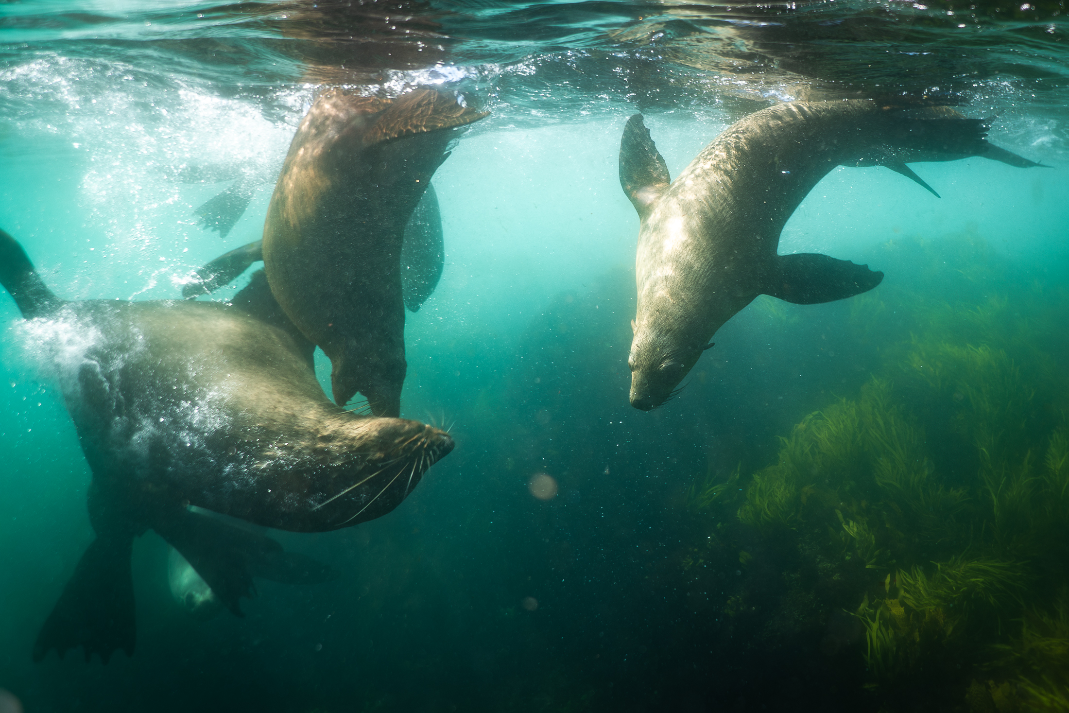 Snorkelling with Seals