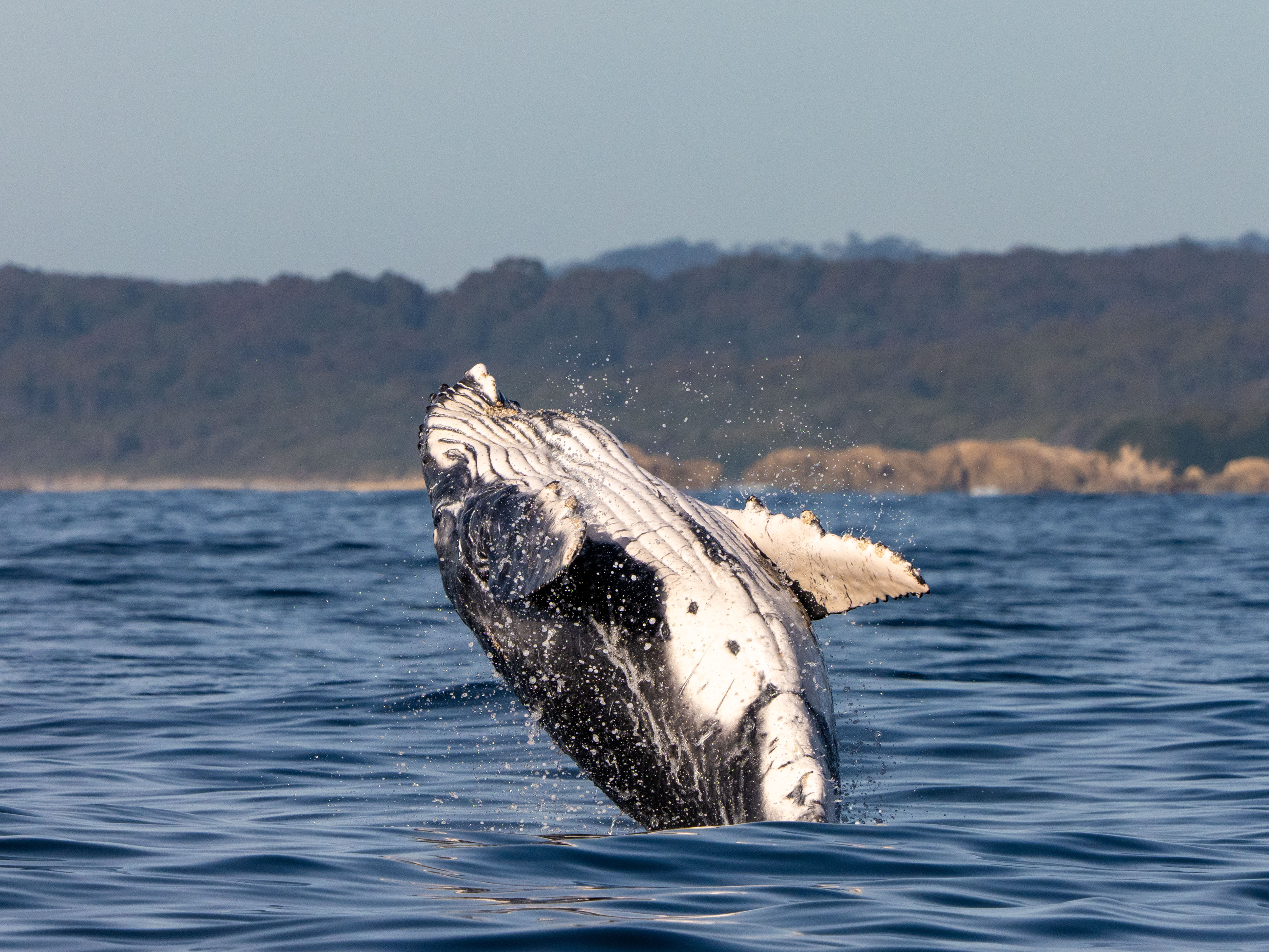 Whale Watching Tours