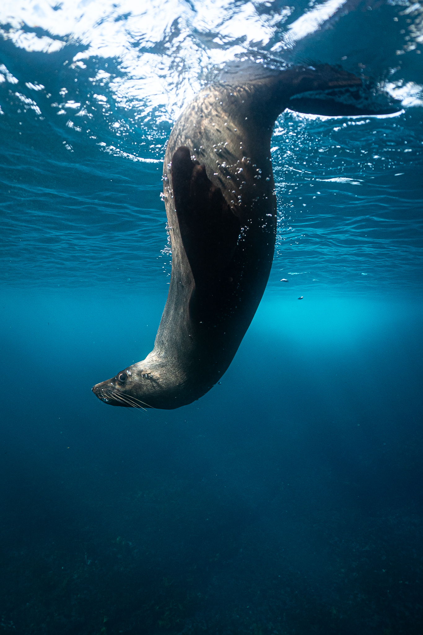 Seals!